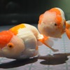 スカイツリー 隅田水族館