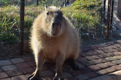 千葉 カピバラさん マザー牧場にて