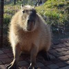 千葉 カピバラさん マザー牧場にて