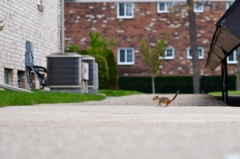 a baby squirrel 3