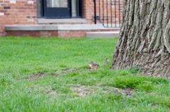 baby squirrel