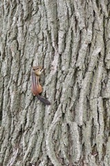 baby squirrel 2