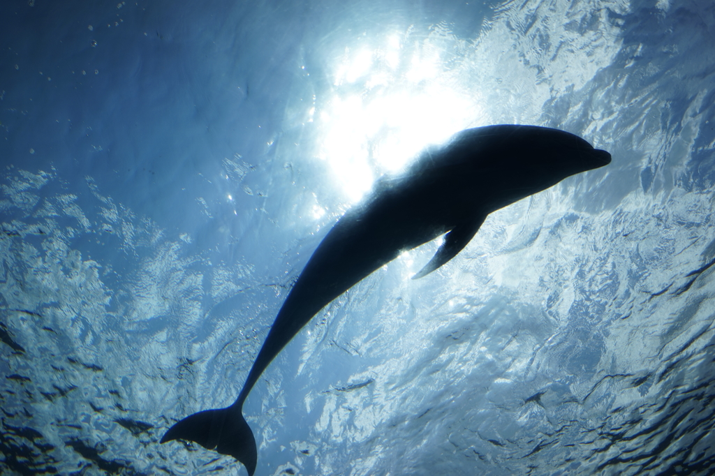 太陽とイルカ