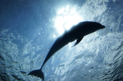 太陽とイルカ