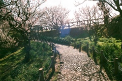 梅と石畳