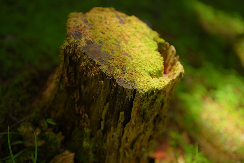 初夏のユーシン渓谷