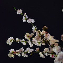 夜桜