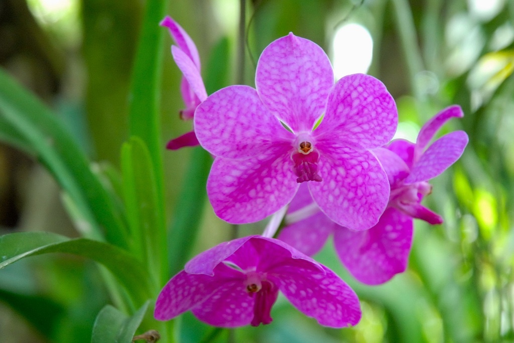 花顔