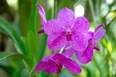 花顔
