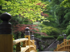 古峯神社の夏紅葉