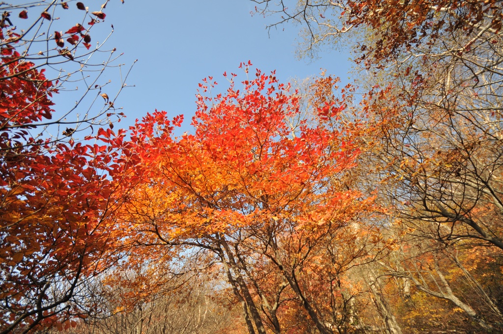 紅葉の季節