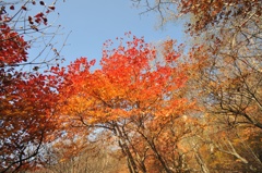 紅葉の季節