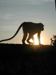 猿と夕陽