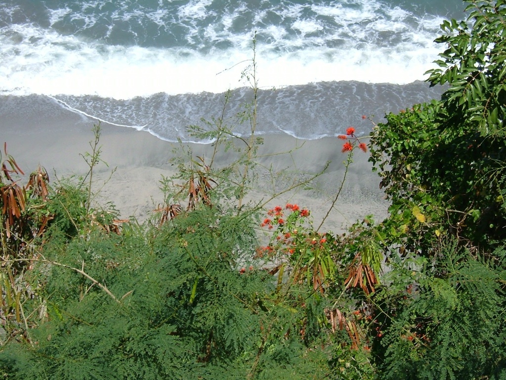 バリ島に咲く花