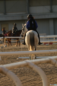 夕日を浴びるホワイトホース