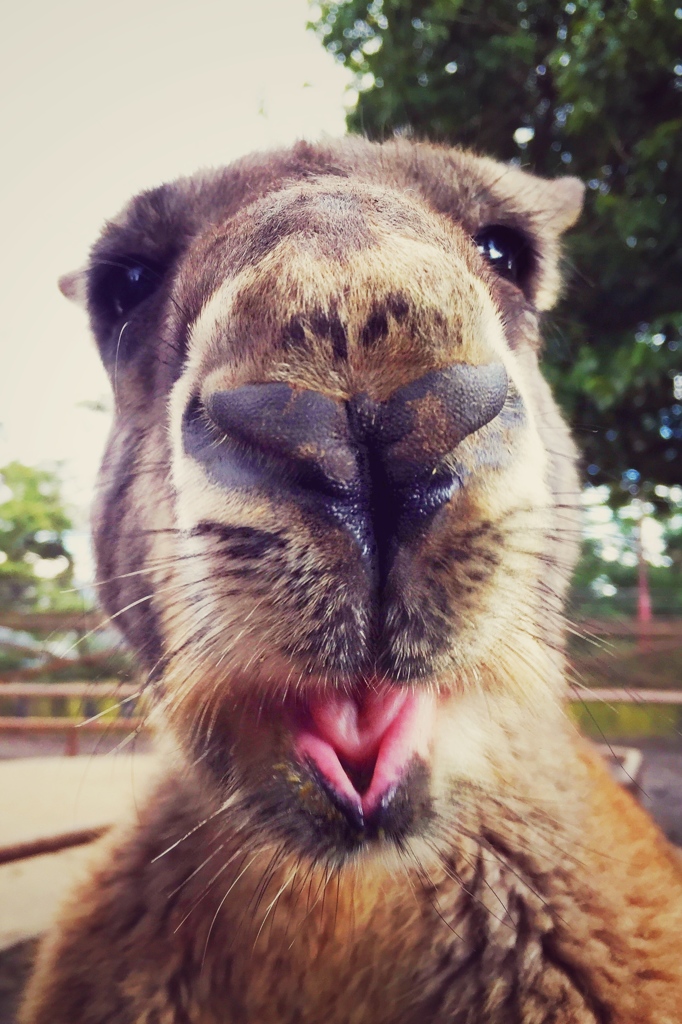 カンガルーだよん
