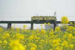 菜の花畑とあの人の街