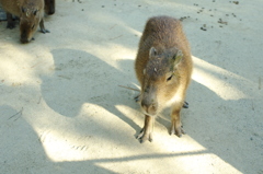 カピバラ先生