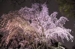 桜光る