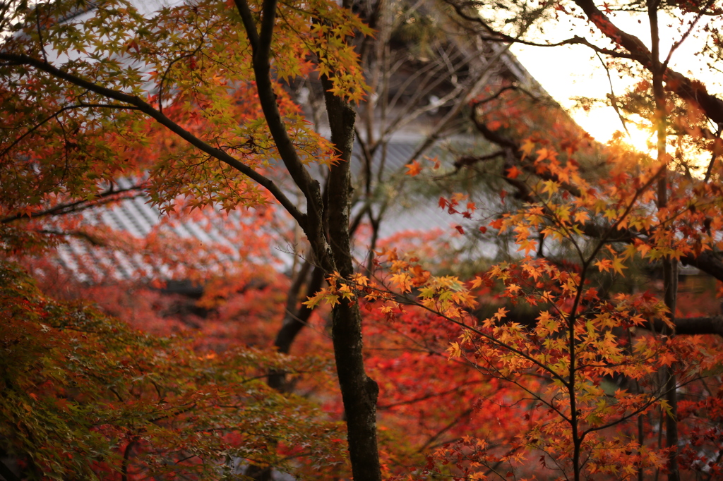京都の夕日に光る紅葉