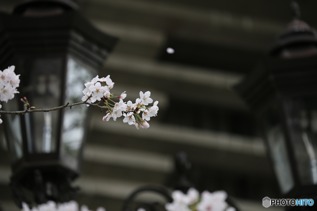 ガス燈とソメイヨシノ　散る桜