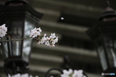 ガス燈とソメイヨシノ　散る桜