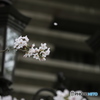 ガス燈とソメイヨシノ　散る桜