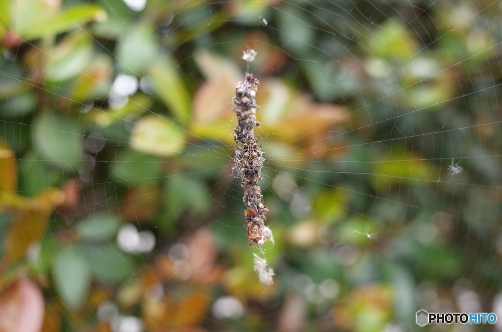 蜘蛛の巣