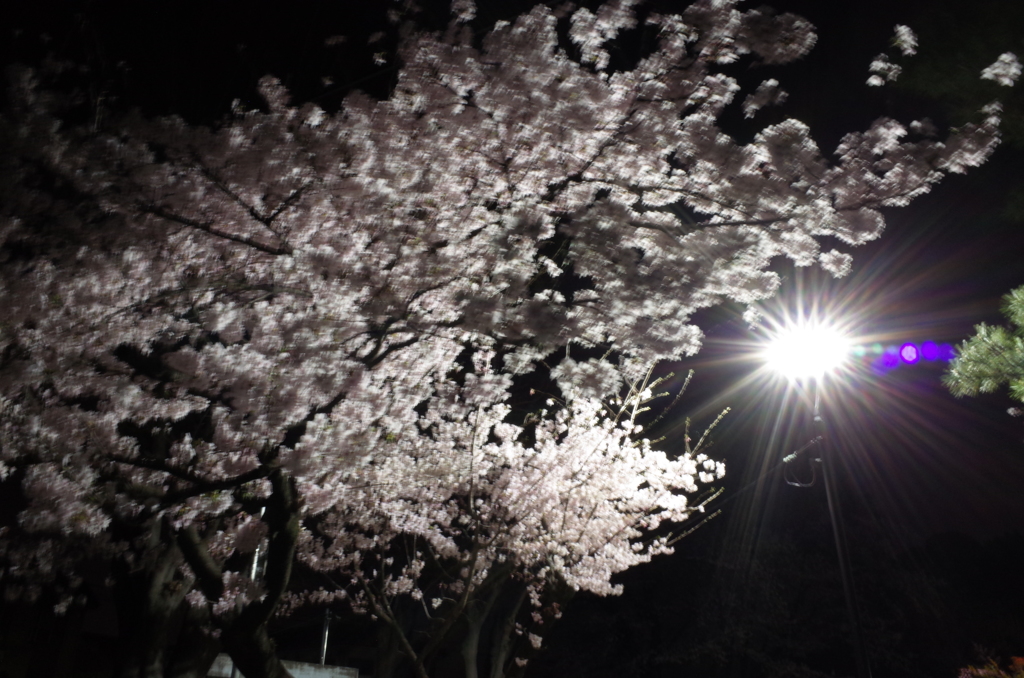 夜桜