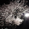 夜桜