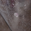 春雨