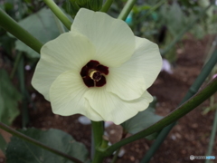 オクラの花