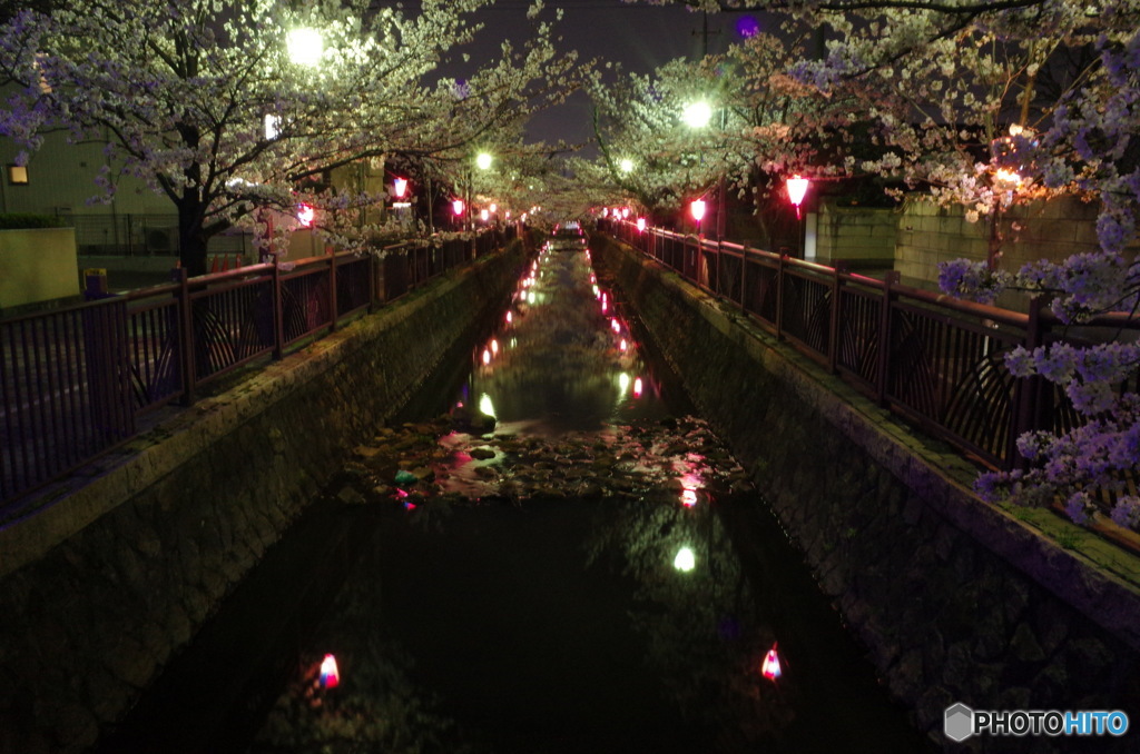 夜桜