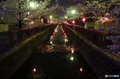 夜桜