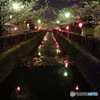 夜桜