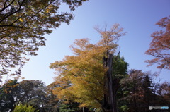 秋空