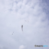 蜘蛛と雲