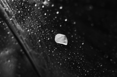 春雨