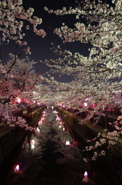 春夜の賑わい