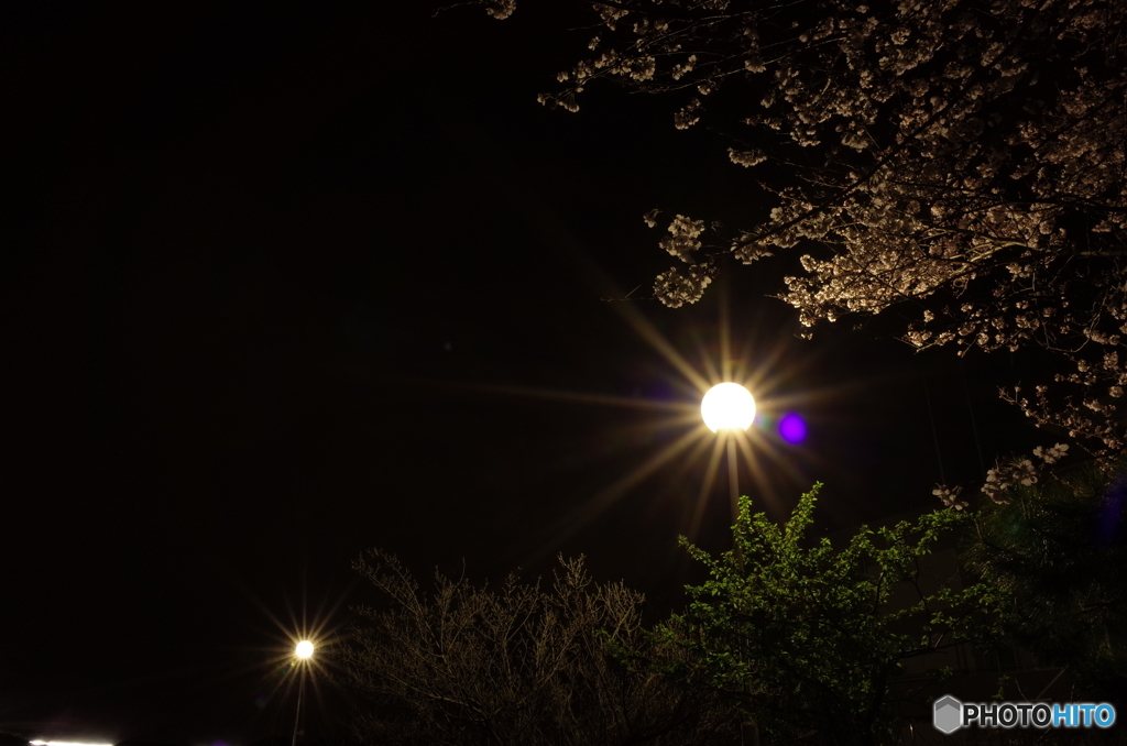 春の夜から