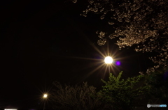 春の夜から