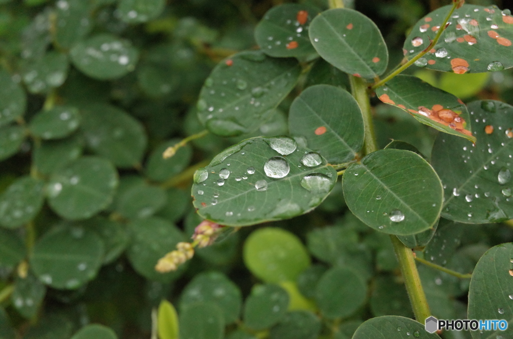 雨露