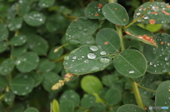 雨露