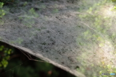 蜘蛛の絨毯