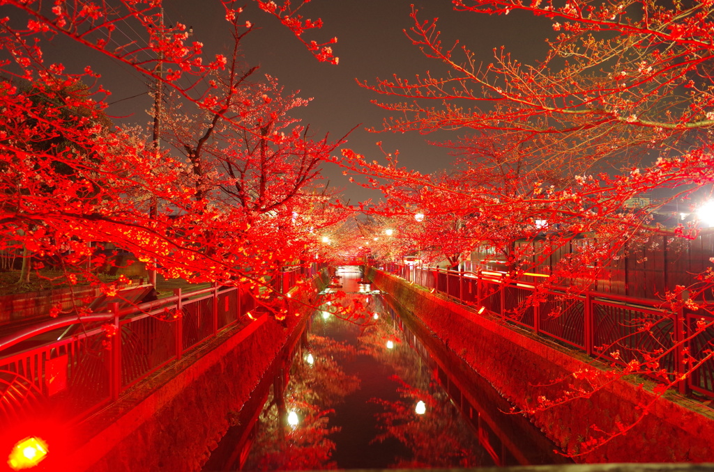 赤桜