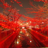 赤桜