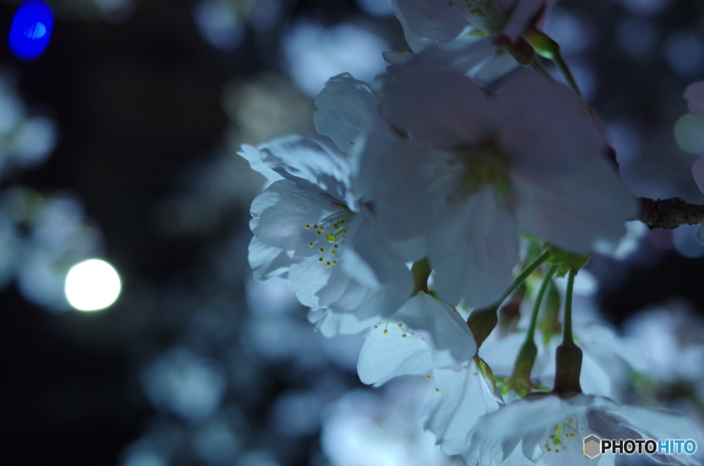 夜桜