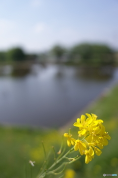 去りゆく春