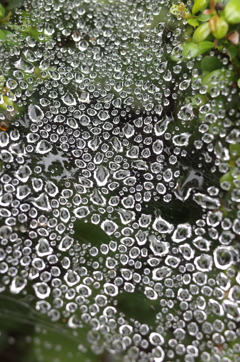 水滴と蜘蛛の巣