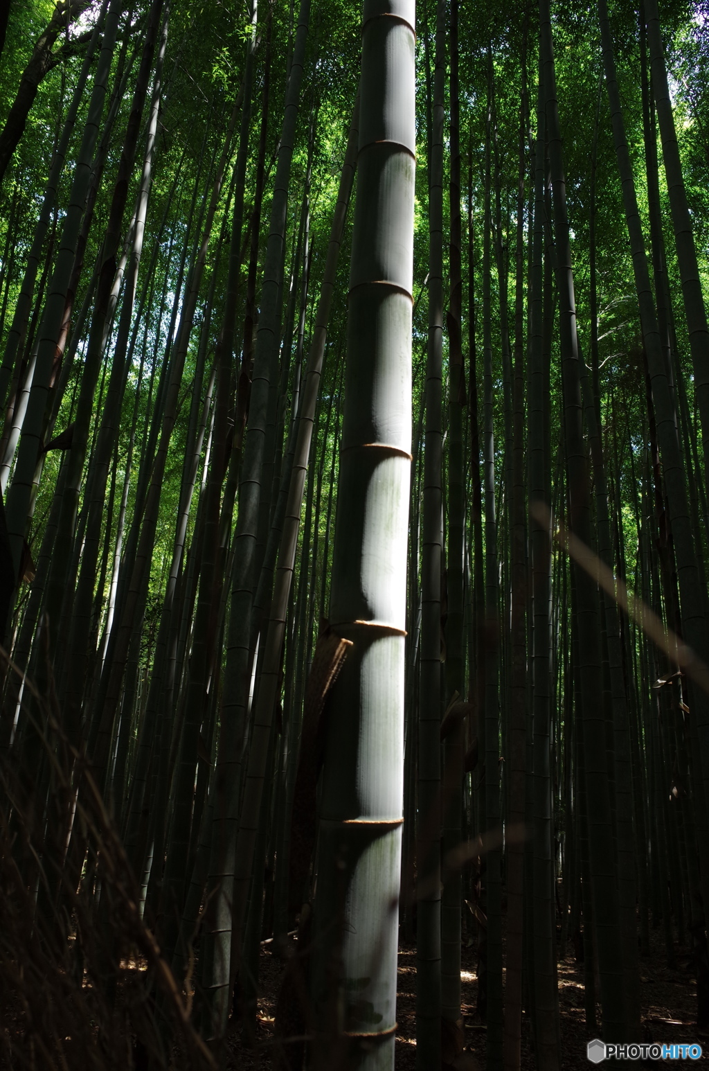 竹